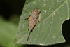 CollectionObject 1599704; 72ebb6c2-472b-4856-8ef3-2eeacafdd33c: female (holotype). (CollectionObject).