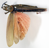 CollectionObject 1573938; b8107086-f4fc-4b74-af60-a1d0f4d24d8d: female, lateral view (paralectotype of Taphronota calliparea immaculata). (CollectionObject).