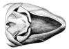 Dichroplus robustulus (Stål, 1878): Fig. 7. male abdomen tip, dorsal view. (Otu).