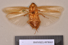 Epilampra sabulosa Walker, 1868: Holotype, unsexed, ventral. BMNH(E)#878065. (Otu).