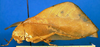 CollectionObject 1500505; 262a8b3b-6eb1-4c08-8673-c50a39858ec9: female, lateral view (holotype). (CollectionObject).