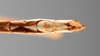 CollectionObject 1561488; 70527c73-d9a3-417f-b716-91f9b9bebfb7: copyright ANSP. male: end of abdomen, ventral view (syntype). (CollectionObject).;CollectionObject 1561489; ac8c8295-6c8b-4679-b7d5-9f389bd2723c: copyright ANSP. male: end of abdomen, ventral view (syntype). (CollectionObject).