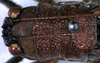 CollectionObject 1531725; 4d532508-6013-4942-9124-b6a5acf5d15c: male head and pronotum, dorsal view (holotype). (CollectionObject).