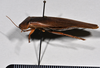 CollectionObject 1553125; NTUC 770, 771, 1c8c75cf-c21c-4d27-b41f-36429b53b69e: copyright NTUC. lateral view (syntype). (CollectionObject).
