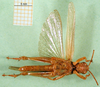 CollectionObject 1501263; a8d94a16-97fb-4798-8a57-77d5eb7f3a25: male, ventral view (holotype). (CollectionObject).