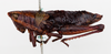 CollectionObject 1504682; 07a99841-148f-412c-b4d0-23aecb6017fa: female, lateral view (holotype of Monistria umbratilis). (CollectionObject).