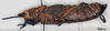 CollectionObject 1578644; 168060c9-4f87-419a-a07b-872df13bd359: female, lateral view (paratype of Petasia oberthuri). (CollectionObject).