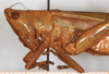 CollectionObject 1531675; 9d636657-5828-493e-b259-57ecdbea2988: female, head and pronotum, lateral view (lectotype of Conocephalus laticeps). (CollectionObject).