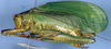 Lophaspis scabriuscula Brunner von Wattenwyl, 1895: male (Costa Rica, Guanacaste, Est. Cacao). (Otu).