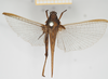 CollectionObject 1477366; b7e9c31c-8fb7-4468-aa0a-6a55598bf2da, NHMUK010924494: female, dorsal view (syntype of Tettix simplex). (CollectionObject).