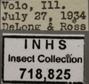 Other on Dikraneura (Dikraneura) mali (Provancher, 1890): Label. (Observation).