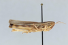CollectionObject 2800392; 293d8e29-bfc5-461f-91b7-4ecc7f308778, CNCI 983105: Amphitomus coloradus. Lateral view. (CollectionObject).