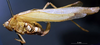 CollectionObject 1501729; 8b48c11e-f516-4a15-aeef-91b6f03c5d89: female, lateral view (paralectotype). (CollectionObject).