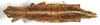 CollectionObject 1499595; 622466ed-f3f4-483c-a126-bd57b4a2025f: female, dorsal view (allotype). (CollectionObject).