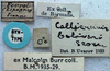 CollectionObject 1516788; a223157b-dcba-47f7-94d4-c2809c809084: labels (syntype). (CollectionObject).