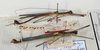 CollectionObject 1562146; c3916979-da30-4d1c-99d5-7770dabd132d: Copyright MNCN, Madrid. male: in collection drawer, lateral view (syntype). (CollectionObject).;CollectionObject 1562147; 0defbfe2-019a-4fa3-8d4a-2f1fd628354a: Copyright MNCN, Madrid. male: in collection drawer, lateral view (syntype). (CollectionObject).