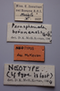 CollectionObject 1506824; 033afcbe-9d86-473c-ae37-165fcc90ba97: labels (neotype). (CollectionObject).