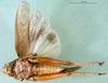 CollectionObject 1501148; 5c334f37-3140-40b3-aad2-87b5173a5e32, DORSA BA000825S01: male, ventral view (holotype of Asiotmethis limbatus motasi). (CollectionObject).