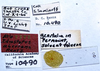 CollectionObject 1527089; 6dfb297e-2f06-4791-977f-d41648a93736: labels (holotype). (CollectionObject).