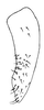 Subgenital plate, lateral view: !! display not done !! on Biza crocea Walker, 1858: Male lectotype [BMNH]: valve and subgenital plate, lateral view. (Observation).