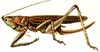 Pseudonicsara (Pseudonicsara) pallidifrons (Brunner von Wattenwyl, 1898): female (Salomona aeruginifrons). (Otu).