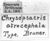 CollectionObject 1521521; db88cc08-f4c9-489a-a7db-ff454c6123d3: Image Carbonell, C.S. labels (holotype). (CollectionObject).