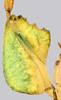 CollectionObject 1591400; f83fe4c5-6344-4ab7-aae9-773e65d72403: copyright IMQC Montreal. female left fore femur (holotype). (CollectionObject).