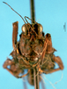 CollectionObject 1575751; f4789a79-8a82-439d-91b2-73d074c4467b: male, frontal view (paratype). (CollectionObject).
