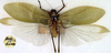 CollectionObject 1517511; cac4caa4-1368-4d8b-b6b7-9ef672b0ce47: male (holotype of Orophus decisus). (CollectionObject).