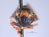 Head on Docalidia omani Nielson, 1979: (Observation).
