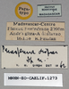 CollectionObject 1573369; b3a2109c-0598-4397-b06c-22b5efe5cd65: labels (paratype). (CollectionObject).