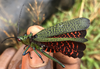 Rutidoderes squarrosus (Linnaeus, 1771): Ngameni-Tchatak's photo of Rutidoderes squarrosus (Linnaeus 1771), female, lateral view showing color of the wings, from Bengock, Douala Cameroon; 19-VIII-2024. (Otu).