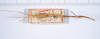 CollectionObject 1561488; 70527c73-d9a3-417f-b716-91f9b9bebfb7: copyright ANSP. male, dorsal view (syntype). (CollectionObject).;CollectionObject 1561489; ac8c8295-6c8b-4679-b7d5-9f389bd2723c: copyright ANSP. male, dorsal view (syntype). (CollectionObject).