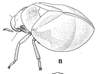 Habitus, lateral view on Orthorapha (Orthorapha) cassidioides Westwood, 1832: (Observation).