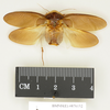 CollectionObject 1573042; 632d8051-67d1-430a-9915-2f181fc9cb36: Copyright Natural History Museum, London. Non-type (adult male) in BM(NH). Dorsal view. (CollectionObject).