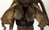 CollectionObject 1500393; c9456699-26d2-4e6a-bd06-3193c8f8fed9, DORSA BTpolscuS01: male tegmina (syntype). (CollectionObject).