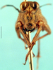 CollectionObject 1505115; 03a5955c-9943-4997-90e0-a59ce9e2b5e0: male, frontal view. (CollectionObject).