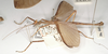 CollectionObject 1559593; 3660f0bc-112f-4325-b101-c1262d4581e1: copyright UMO. male, lateral view of synonym Necroscia agondas (holotype). (CollectionObject).
