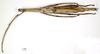 CollectionObject 1556981; 81c8cdfb-dfe3-4c0d-b73d-d7dd17604fa3: copyright MNHN, Paris. female, dorsal view (holotype). (CollectionObject).