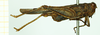 CollectionObject 1532607; e6cfef7c-854d-474d-9739-57c12d593c16: male, lateral view (holotype). (CollectionObject).