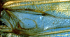 Neoconocephalus maxillosus (Fabricius, 1775): male mirror (syntype of Conocephalus muticus). (Otu).