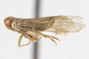 Habitus, lateral view: (Observation).