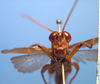 CollectionObject 1538325; aabbef28-c045-450b-9664-83088bbf36f4: male, frontal view (holotype). (CollectionObject).