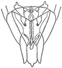 Subgenital plate: !! display not done !! on Flexamia reflexa (Osborn & Ball, 1897): genital capsule, ventrally. (Observation).