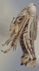 Habitus, lateral view on Athysanella (Athysanella) pastora Blocker, 1988: Lateral. Paratype. (Observation).