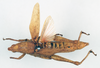 CollectionObject 1540711; 5063190d-1839-41f2-8e54-ebb79d57cbe5: female, dorsal view (neotype). (CollectionObject).