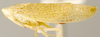Habitus, lateral view: !! display not done !! on Platymetopius Burmeister, 1838: Platymetopius obsoletus, laterally (INHS). (Observation).