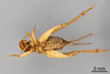 CollectionObject 1961672; c0d13f49-6eb2-40f9-9848-e03e0d360a6c, ANSP 14_GRYLL_ANSP: Female, ventral view (allotype). (CollectionObject).