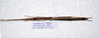 CollectionObject 1576187; 03a8f283-3590-45df-b165-9dc15fd95ddf: copyright SPM, Kinabalu. female, dorsal view (paratype). (CollectionObject).