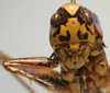CollectionObject 1517151; 1573f69b-a633-4b81-97a4-3d4bc7b93ecf: male face (holotype). (CollectionObject).